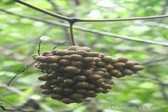Ampelocissus latifolia
